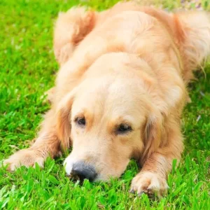 Laughter as Owner Documents Golden Retriever’s Tantrums Through Week—’Sass’