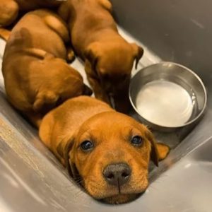 Man’s Instinct Saves Four Puppies Abandoned in Plastic Tote Under the Sun