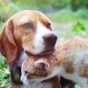 Internet in Love With Cat and Beagle Siblings Going Everywhere Together