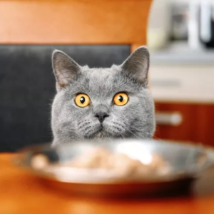 Internet in Stitches as Cat Demands Midnight Snack: ‘Death Stare’