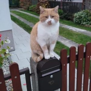 Mailman Reveals The Adorable Reason His Job Isn’t As Boring As People Think