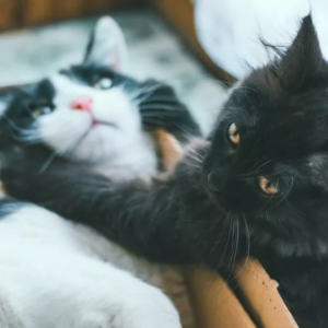 $2,500 Ragdoll Meets Stray Cat for the First Time—Reaction Is Priceless