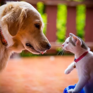 Internet Amused as Cat Still Hates New Puppy Three Months Later