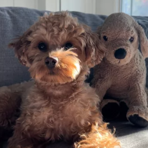 What Goldendoodle Does ‘All Day’ When Owner At Work Breaks Hearts